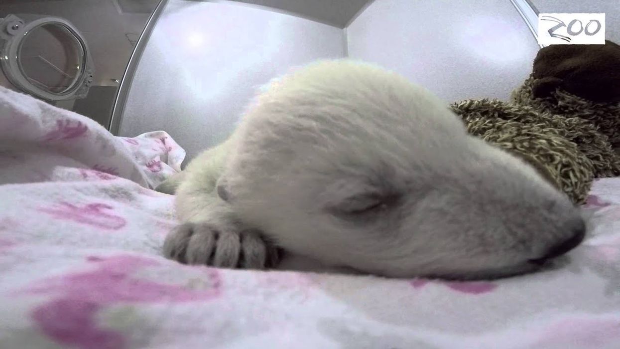 Polar Bear Cub Dreams at Columbus Zoo
