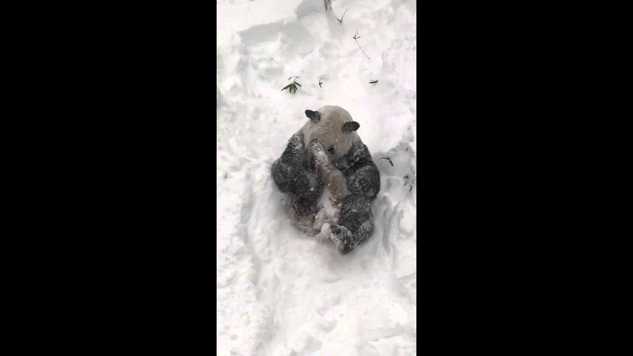 Tian Tian in the Snow Jan. 23, 2016