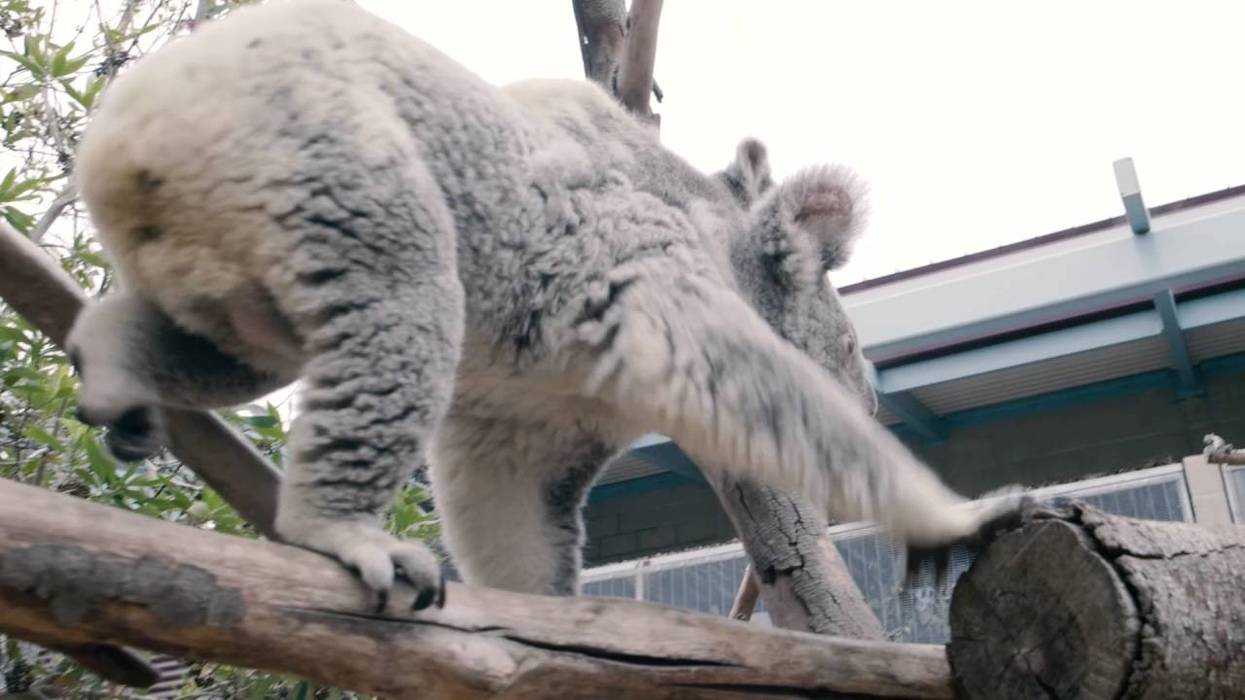 Baby Koala's First Checkup