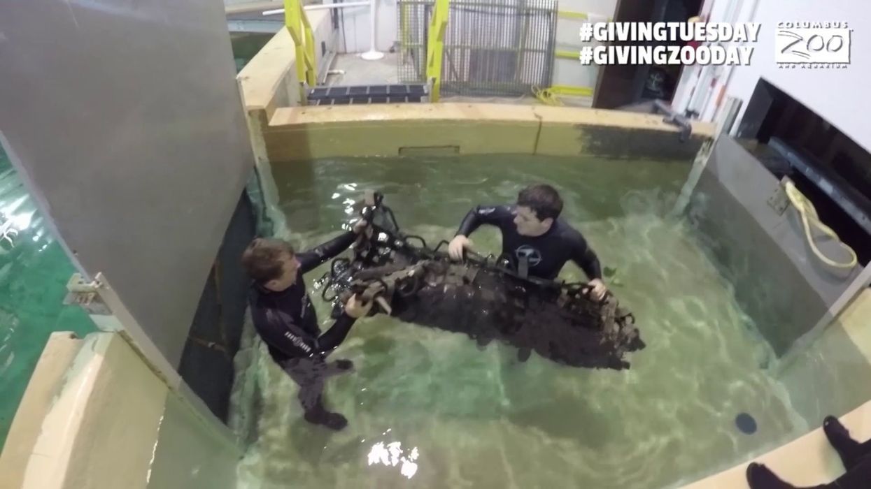 New Manatee Arrivals – Columbus Zoo and Aquarium Giving Tuesday