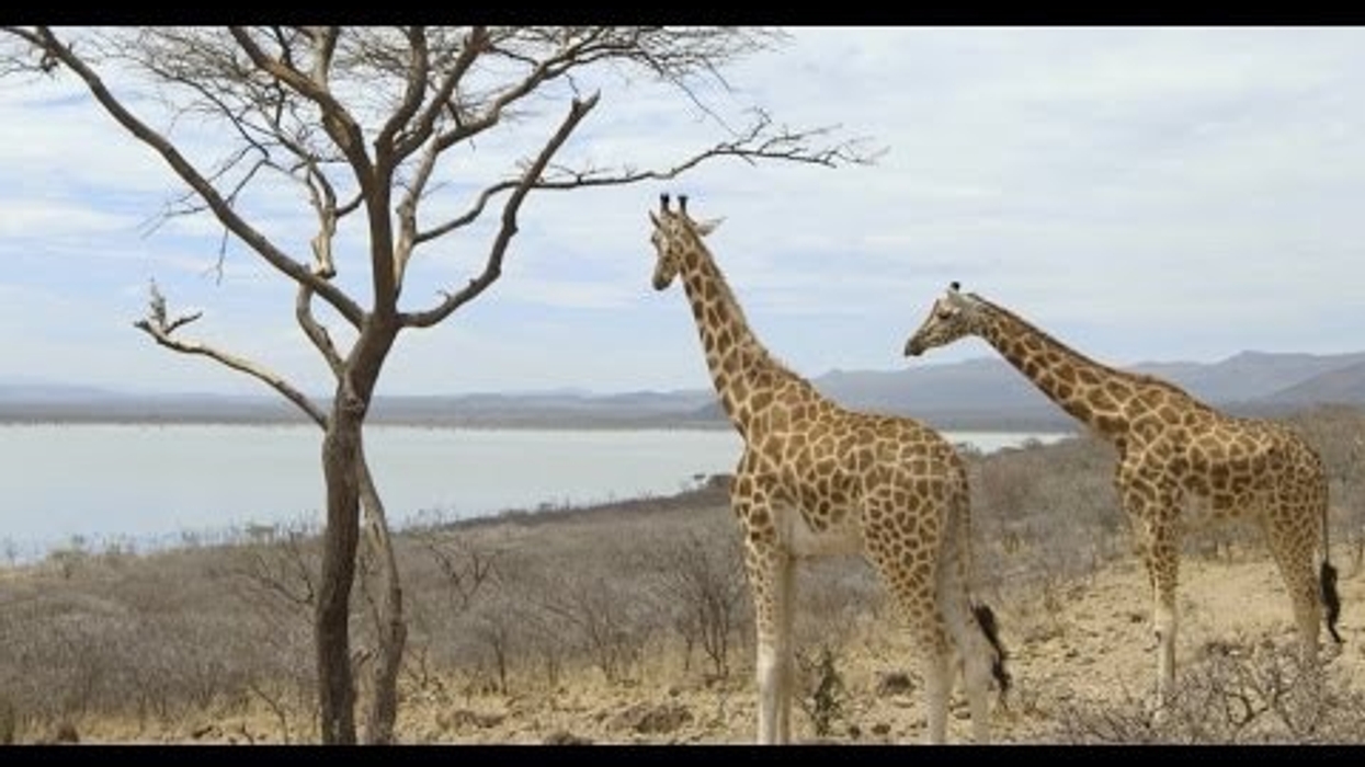 Saving Giraffes From Extinction: San Diego Zoo