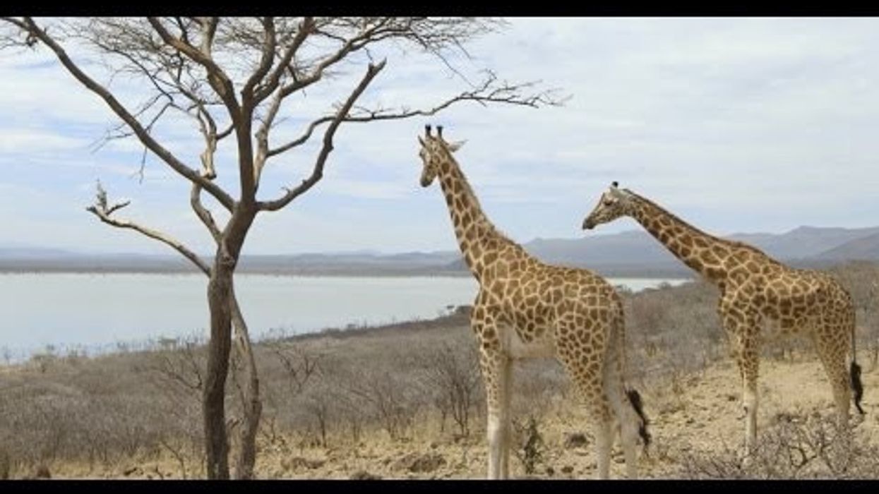Saving Giraffes From Extinction: San Diego Zoo