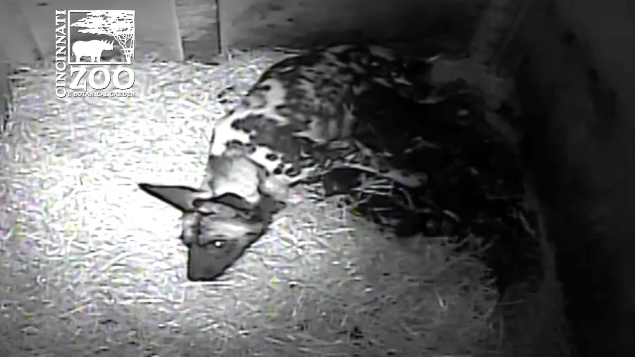 12 Pack of Painted Dog Pups First Video - Cincinnati Zoo