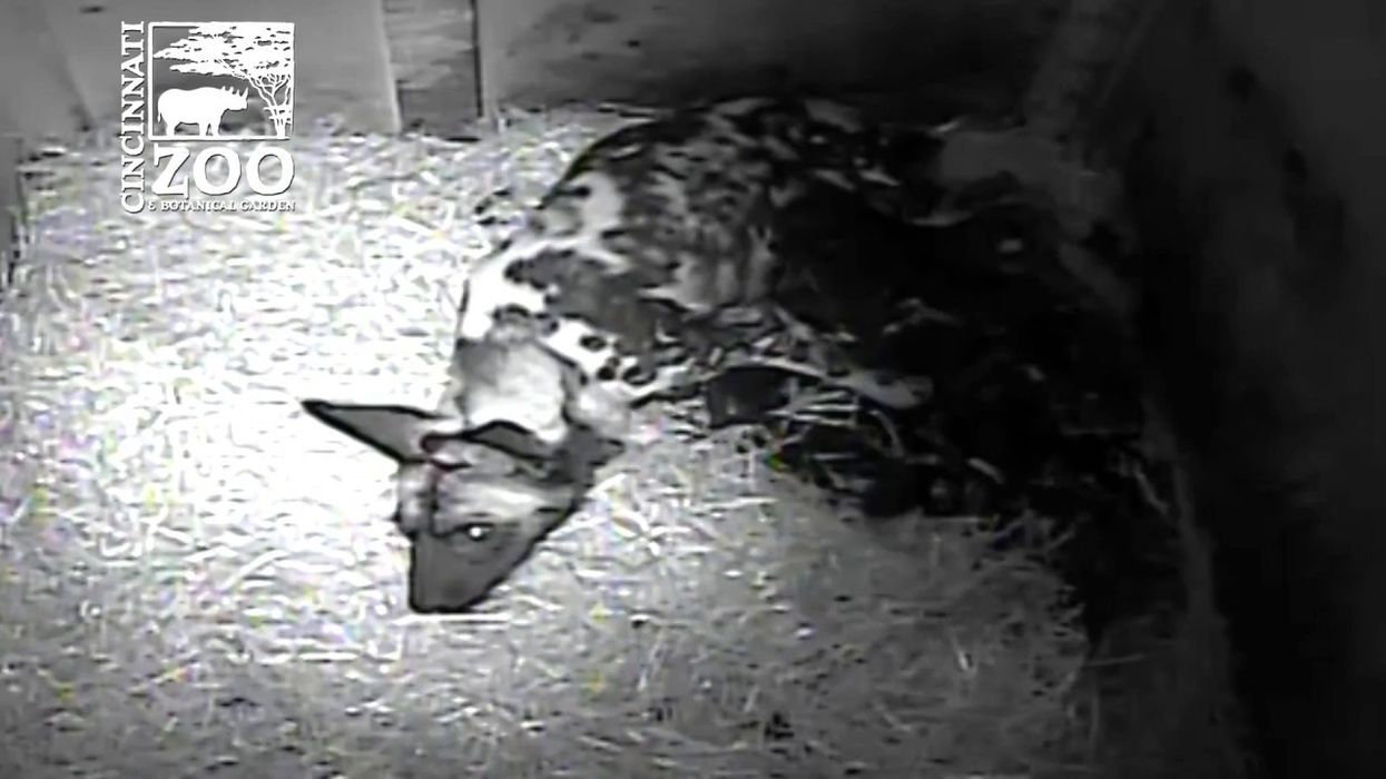 12 Pack of Painted Dog Pups First Video - Cincinnati Zoo