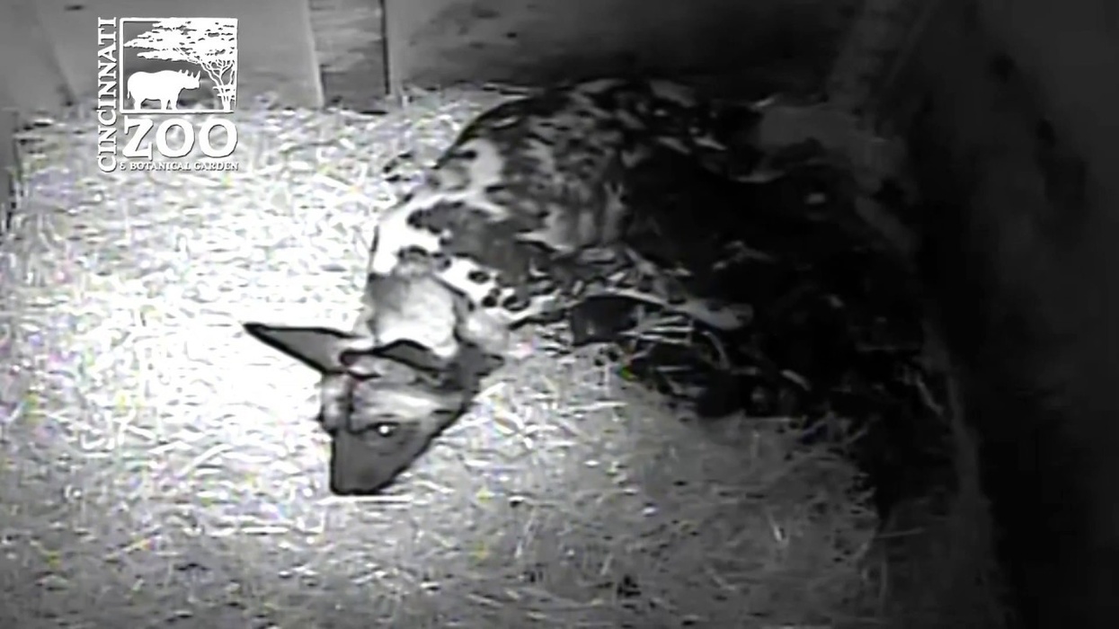 12 Pack of Painted Dog Pups First Video - Cincinnati Zoo