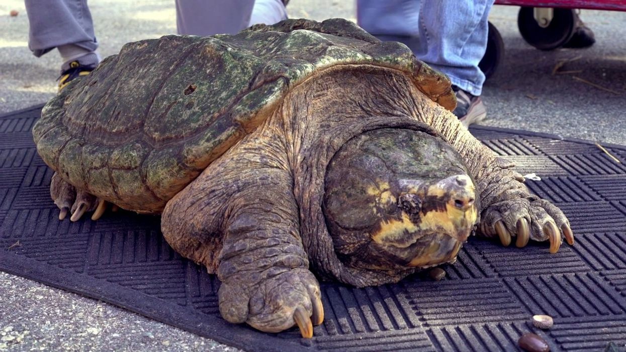 Bone Crusher Physical Exam