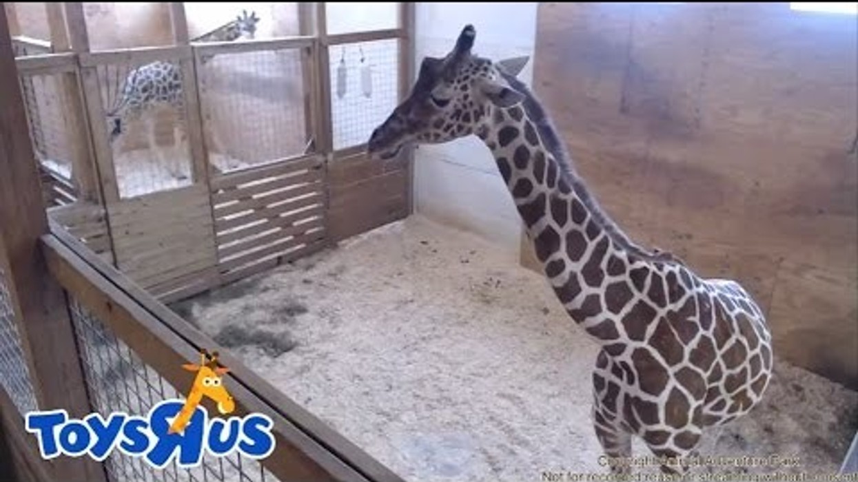 April the Giraffe gives birth (finally!) at Animal Adventure Park