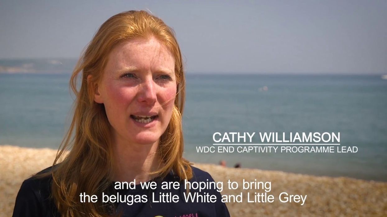 SEA LIFE Trust creates world’s first beluga whale sanctuary