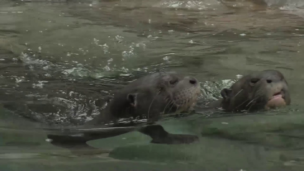 Polin creates waterslide for otters at Philadelphia Zoo