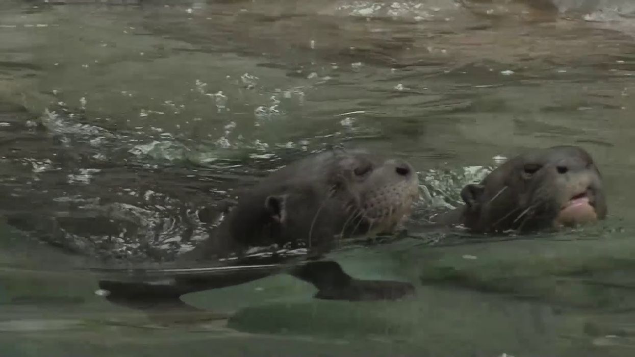 Polin creates waterslide for otters at Philadelphia Zoo
