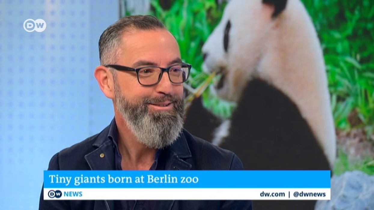 Panda Twins born at dan pearlman- designed Panda Garden enclosure, Berlin Zoo