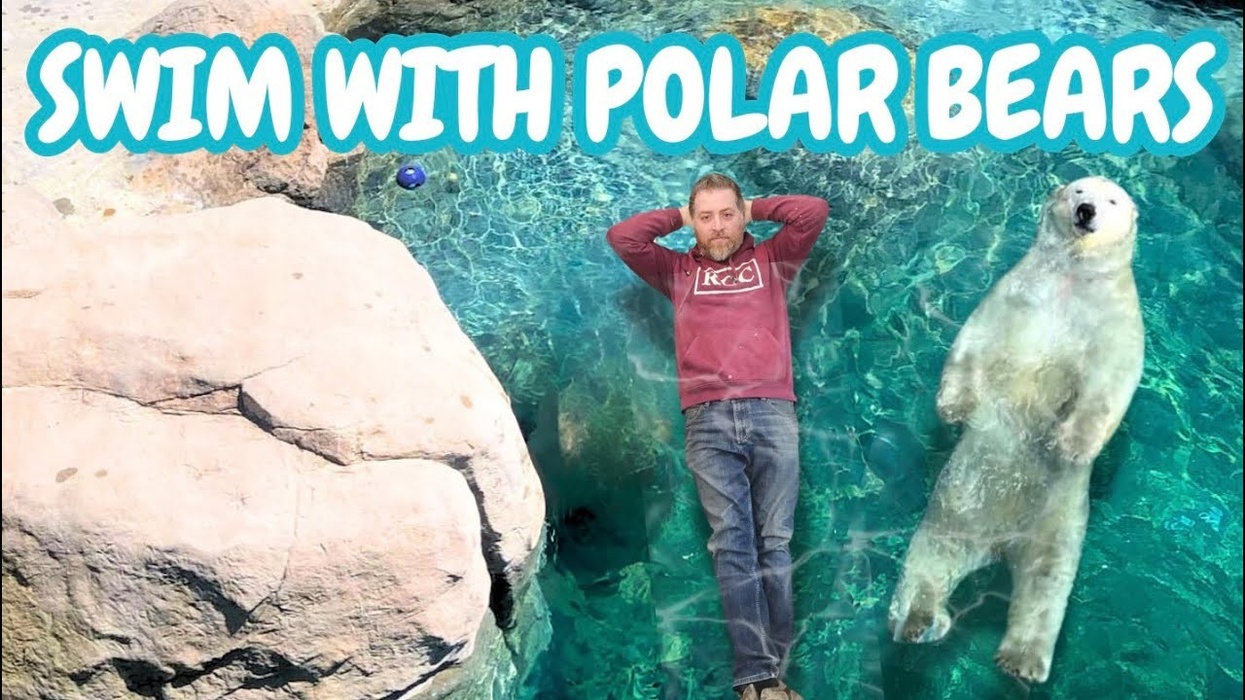 We Built A Pool That Lets You SWIM with Polar Bears!