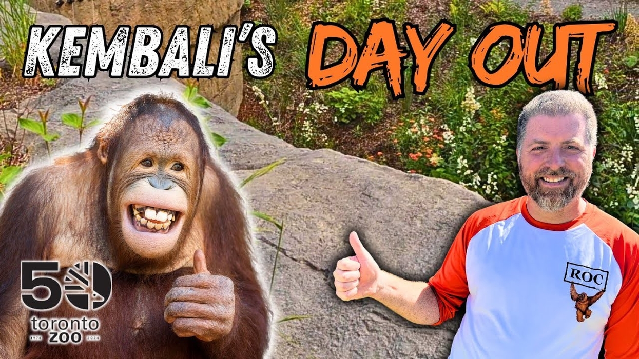 Building the $11-Million Outdoor Orangutan Habitat at Toronto Zoo