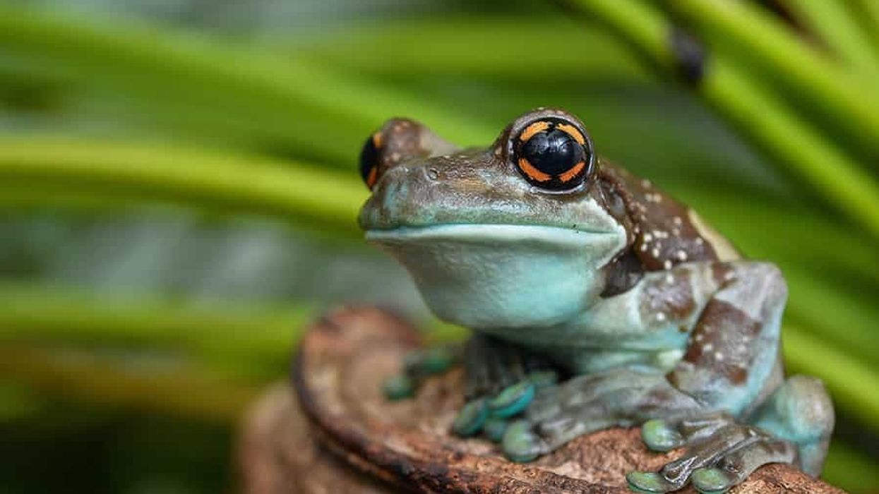 The blooloop 50 Zoo & Aquarium Influencer List 2022