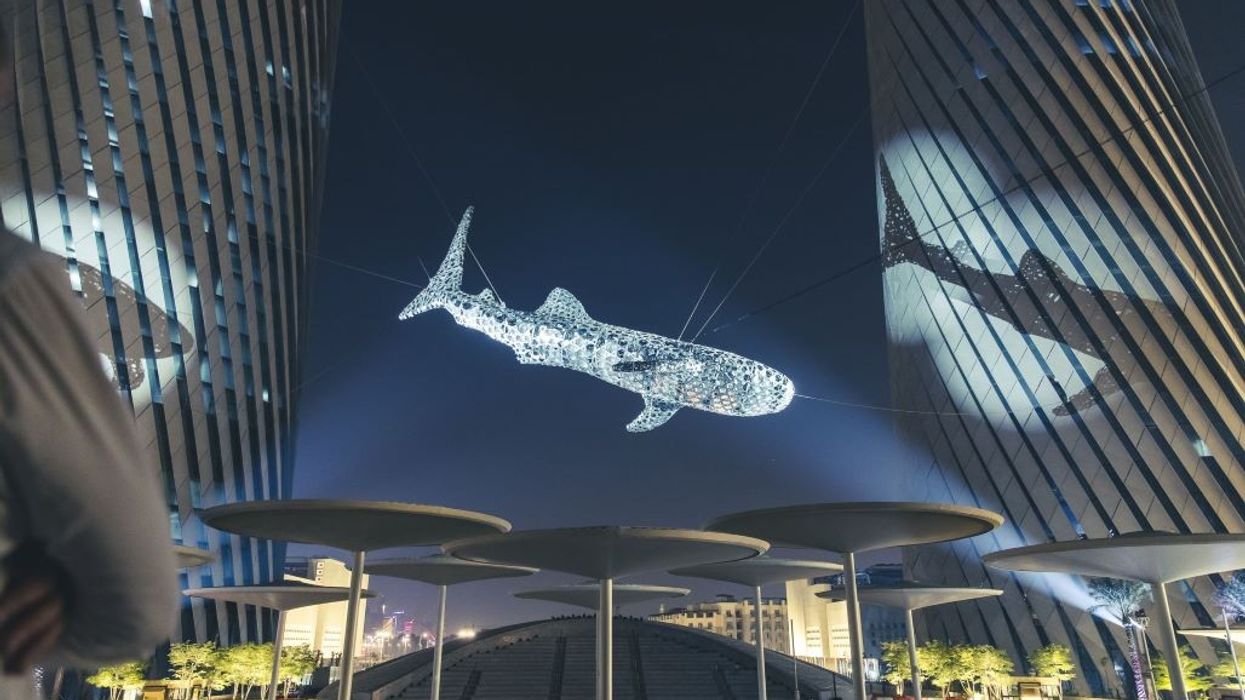 WhaleShark Icon