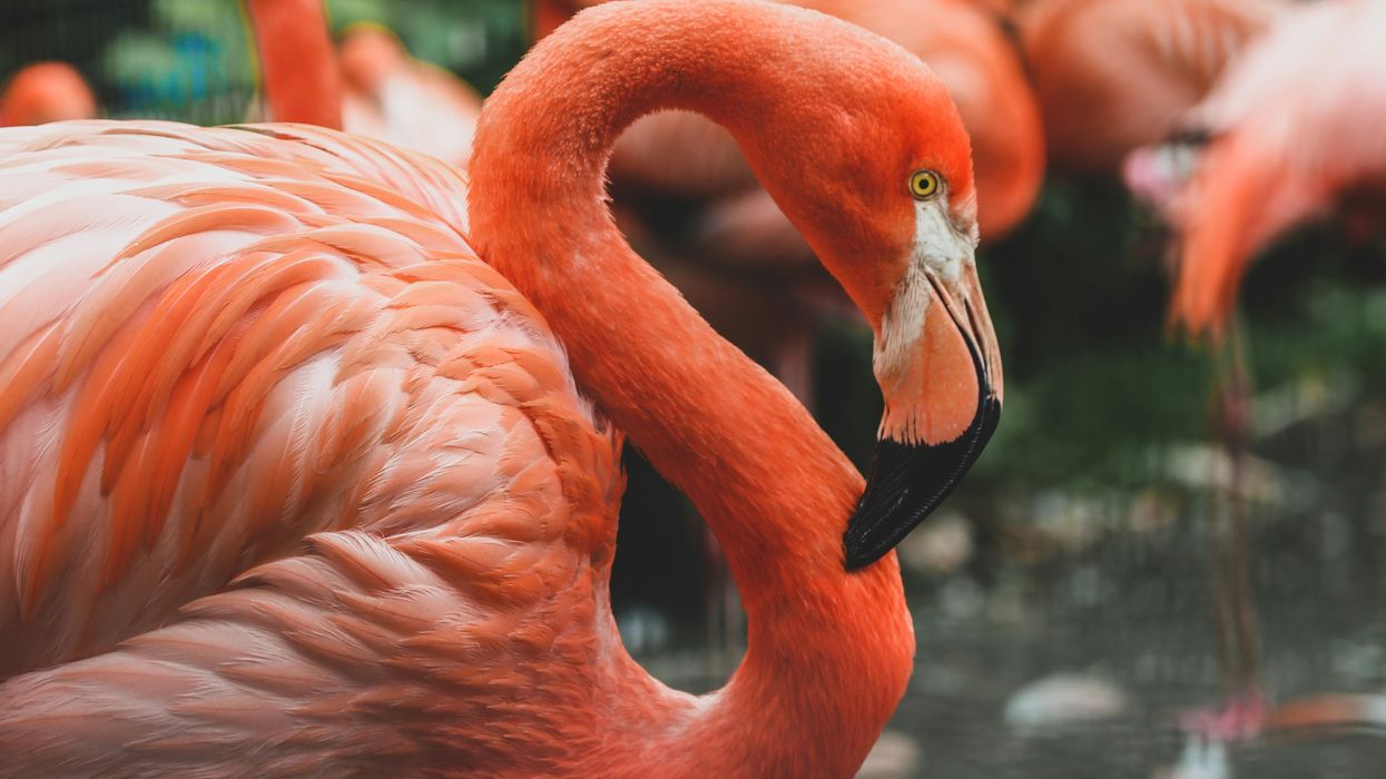 Dickerson Park Zoo recycling smart phones to support flamingo conservation