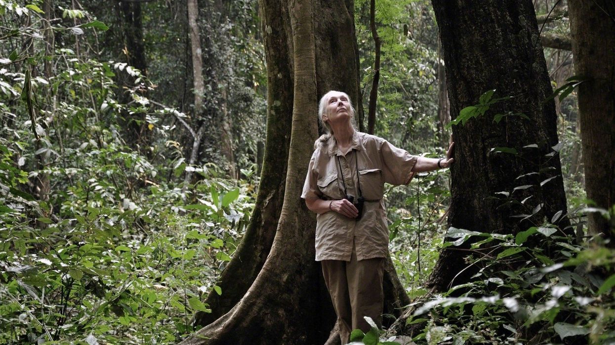 Jane Goodall, primatologist and conservationist, remembered by global zoo community
