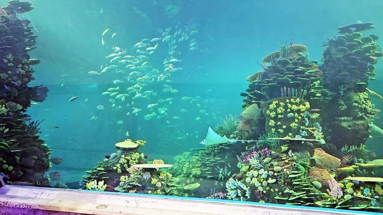 The heart of Mazatlan New Aquarium - Gran Acuario Mazatlán