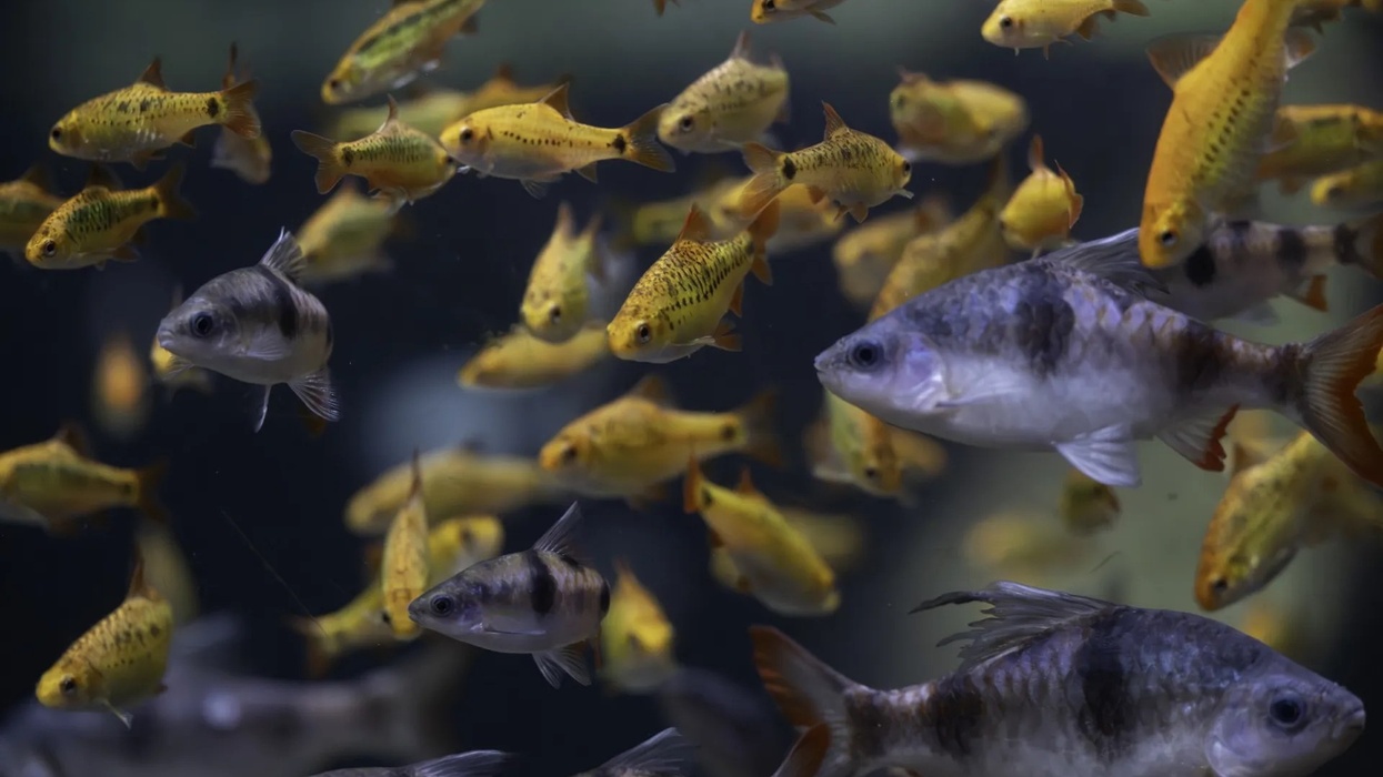 Pittsburgh Zoo reveals plans for new standalone aquarium