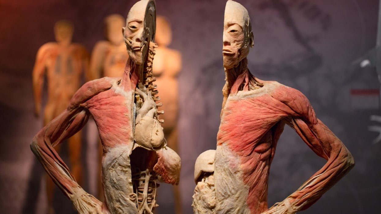 Imagine Exhibitions REAL BODIES