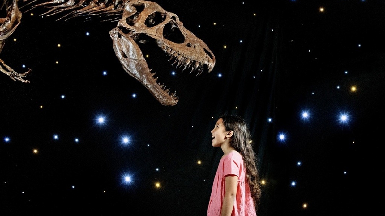Imagine Ice Dinos