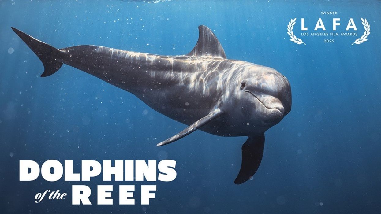 Immotion Dolphins of the Reef LAFA Best of VR