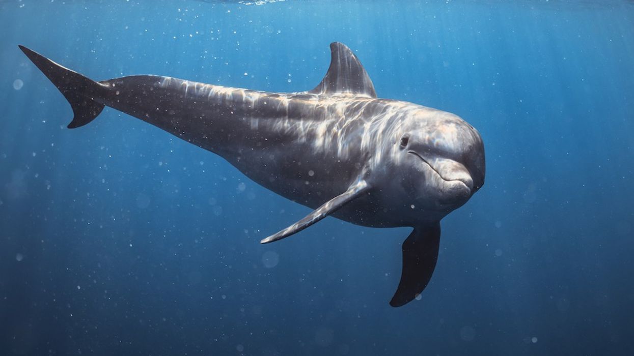 Immotion Dolphins of the Reef