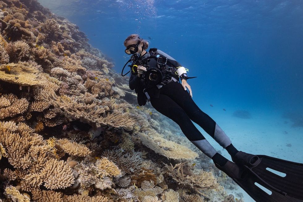 Immotion filming dolphins of the reef
