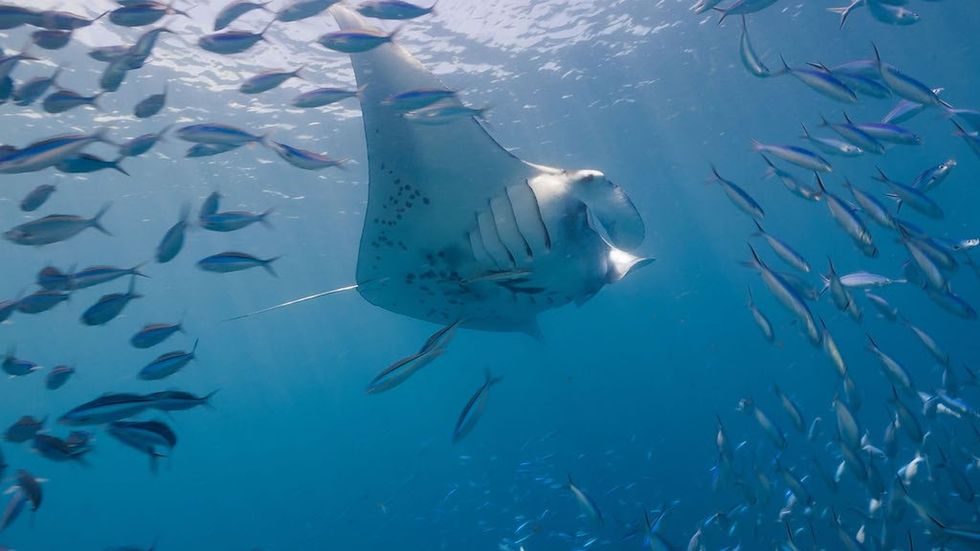 Immotion flight of the manta