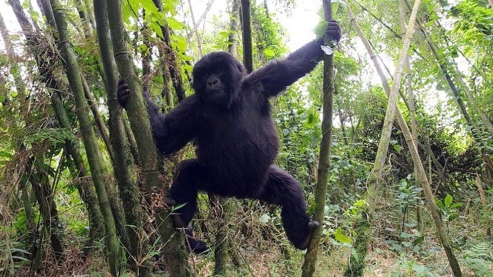 Immotion Gorilla Trek behind the scenes Gorilla in tree