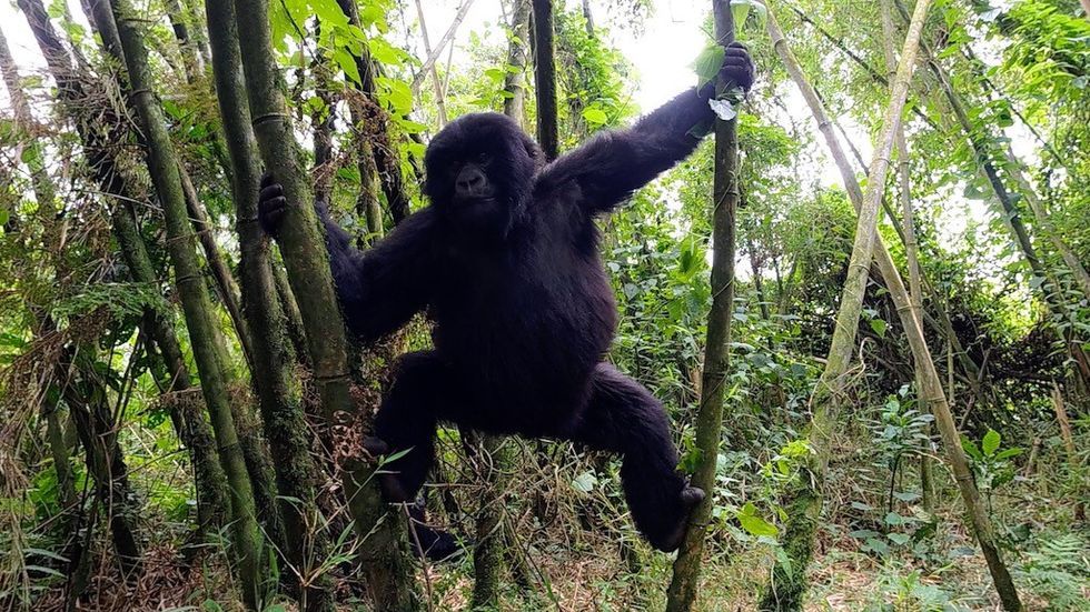 Immotion Gorilla Trek Film Still - Gorilla Climb