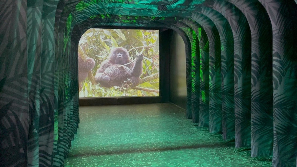 Immotion Gorilla Trek Tunnel