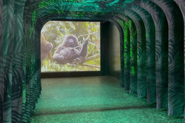 Immotion Gorilla Trek Tunnel