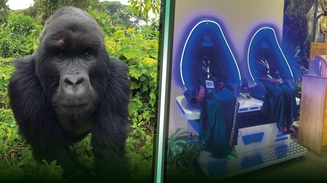 Immotion Gorilla Trek