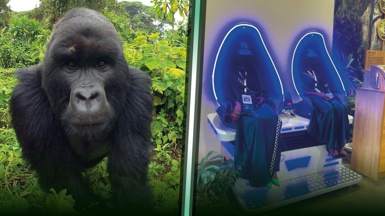 Immotion Gorilla Trek