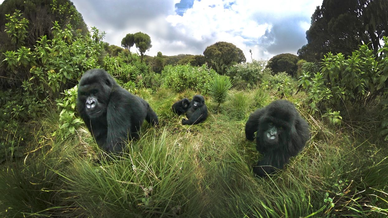 Immotion Group VR Gorilla Trek VR experience