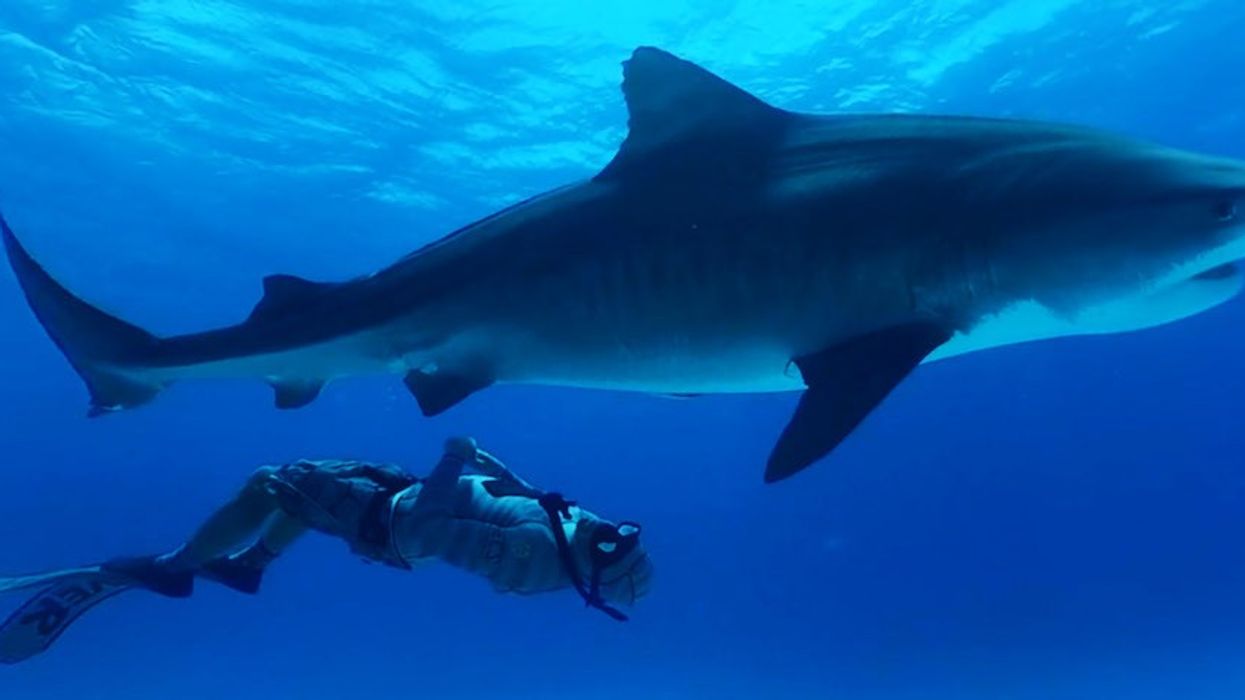 Immotion Shark Dive