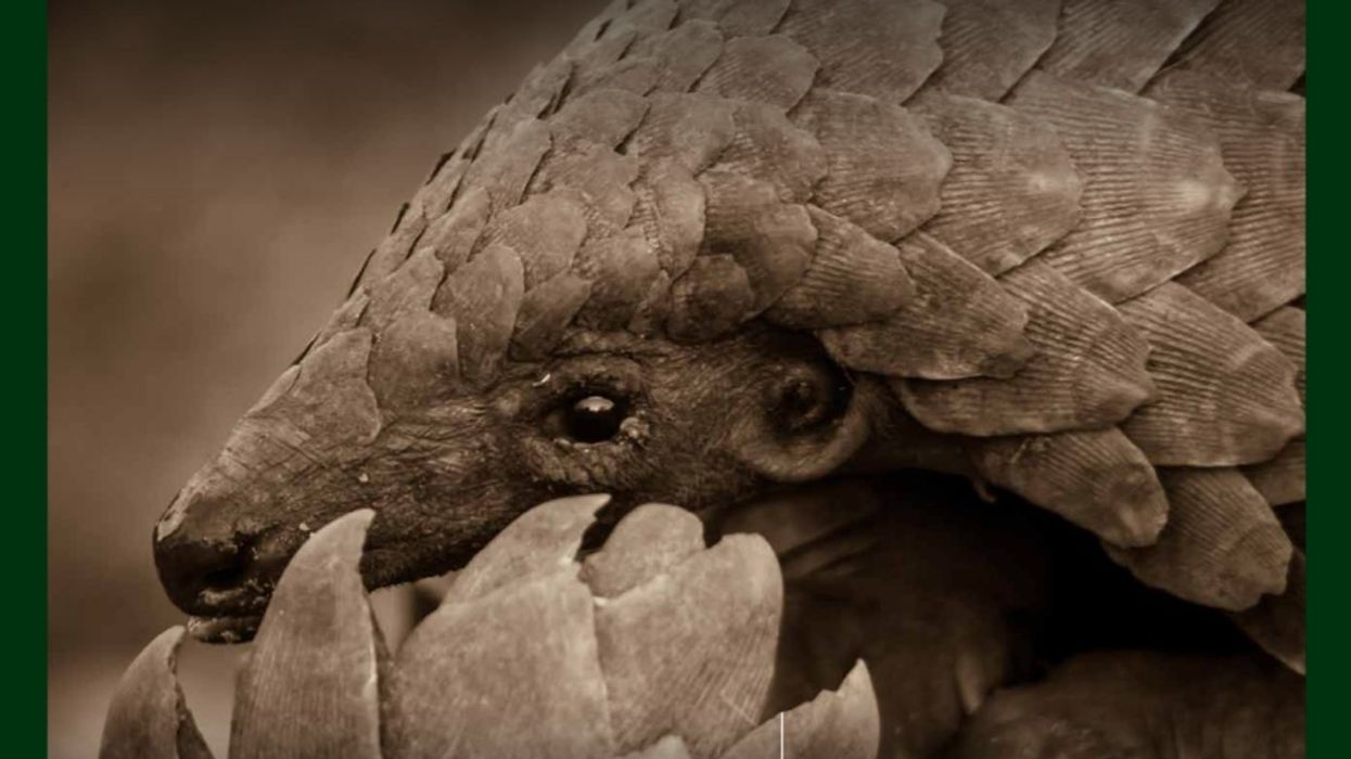 Immotion supports ZSLs pangolin conservation efforts
