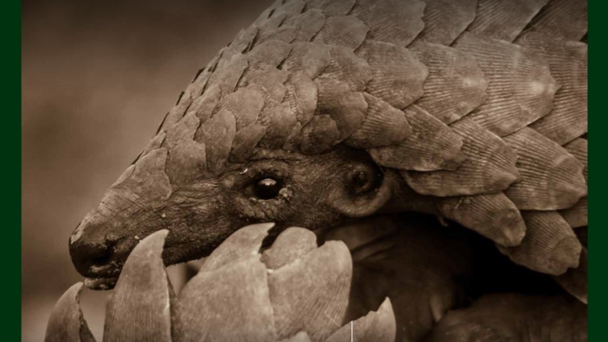 Immotion supports ZSLs pangolin conservation efforts