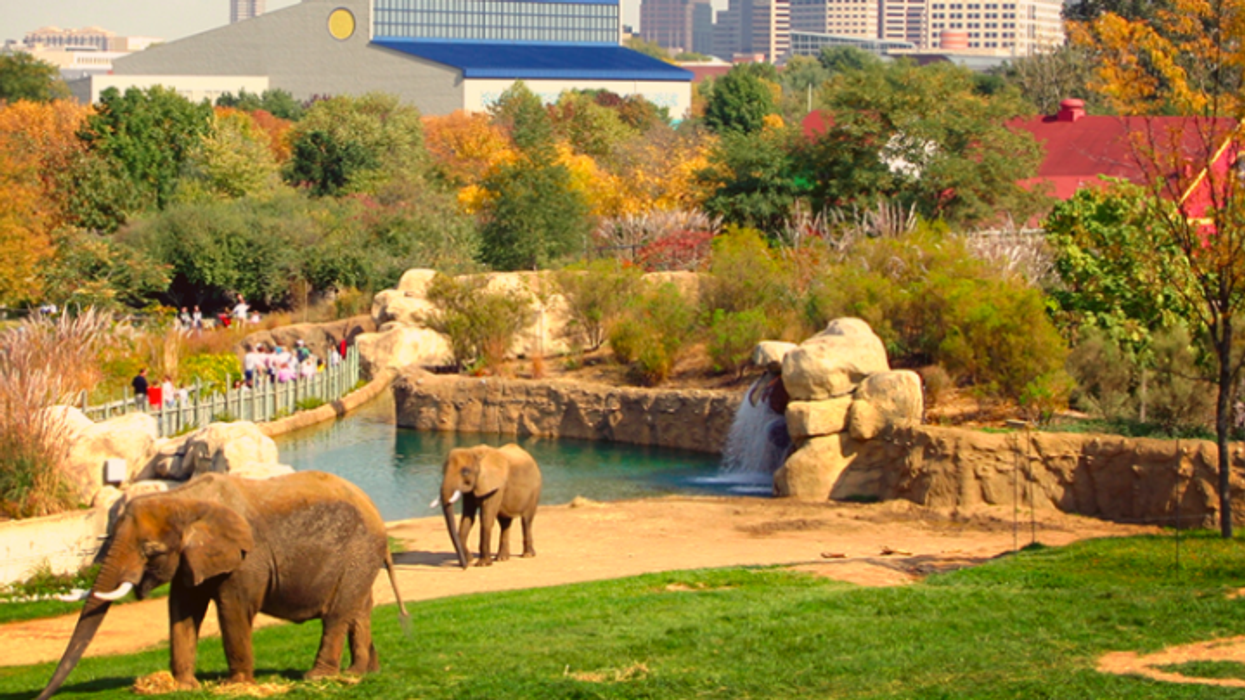 indianapolis zoo tembo camp