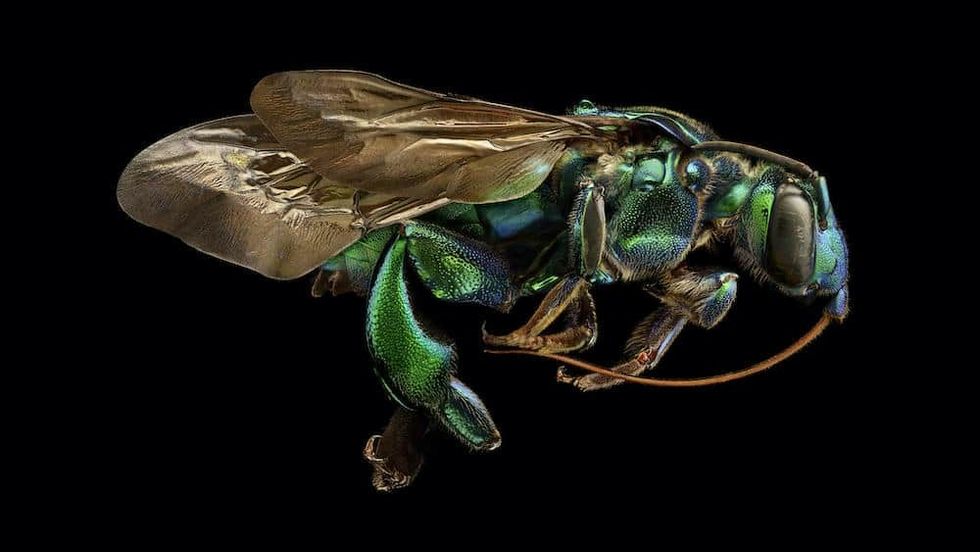 Insect in American Museum of Natural History's Microsculpture exhibition
