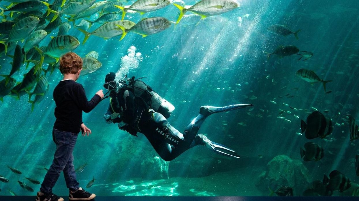 international aquarium congress 2022