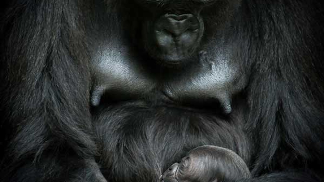 jacksonville zoo african forest gorilla mother and
