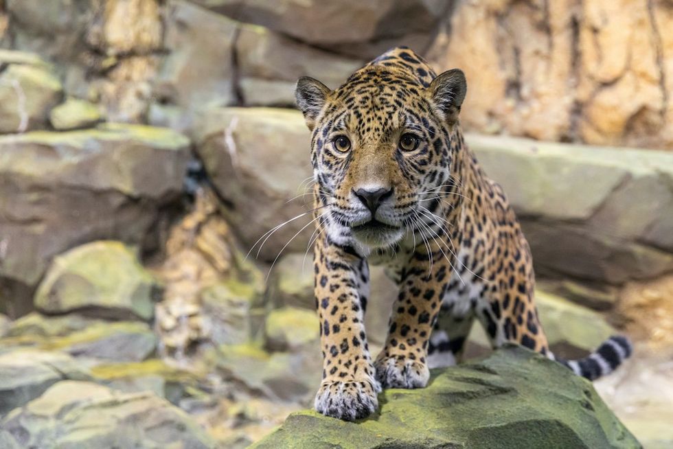 Jaguar at Berlin Zoo