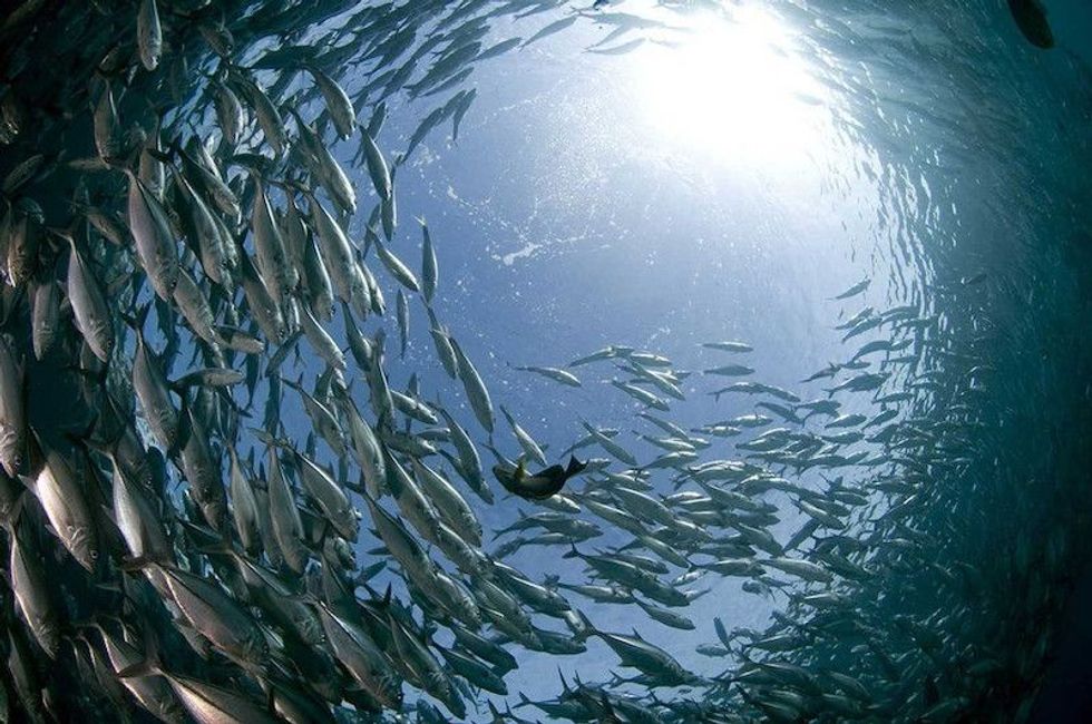 jakarta aquarium fish spiral