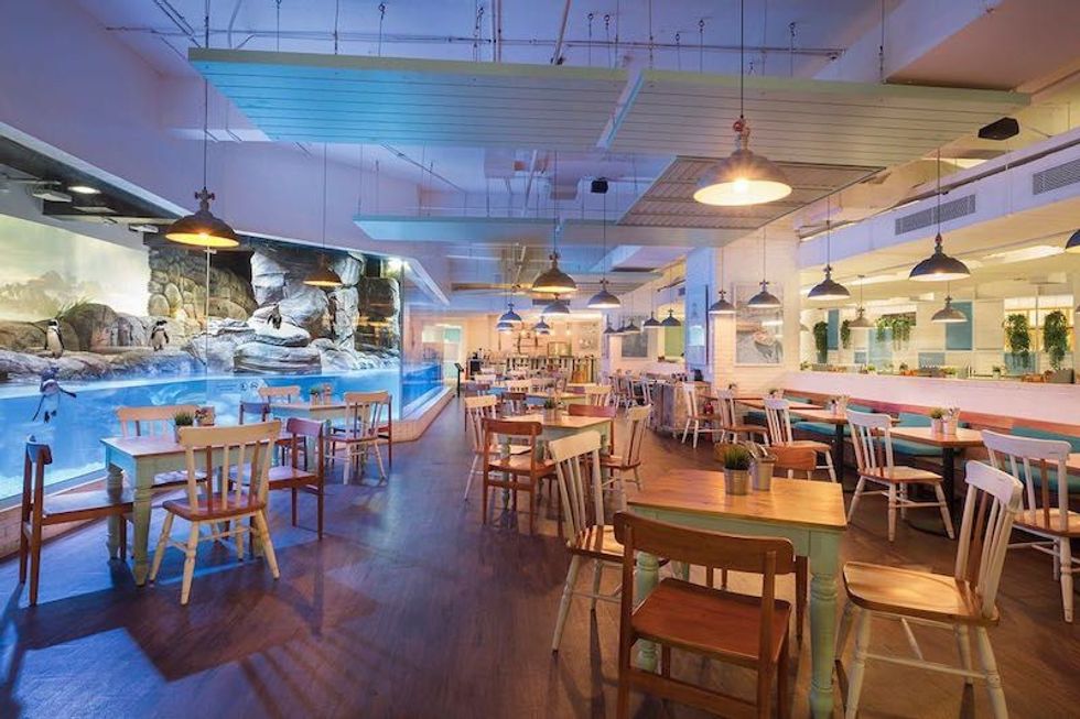 jakarta aquarium pingoo restaurant