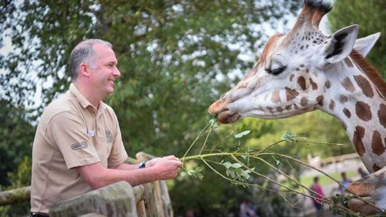 Jamie Christon, Chester Zoo, Giraffe