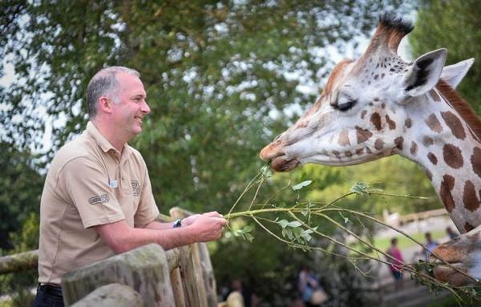 Jamie Christon Chester Zoo Giraffe