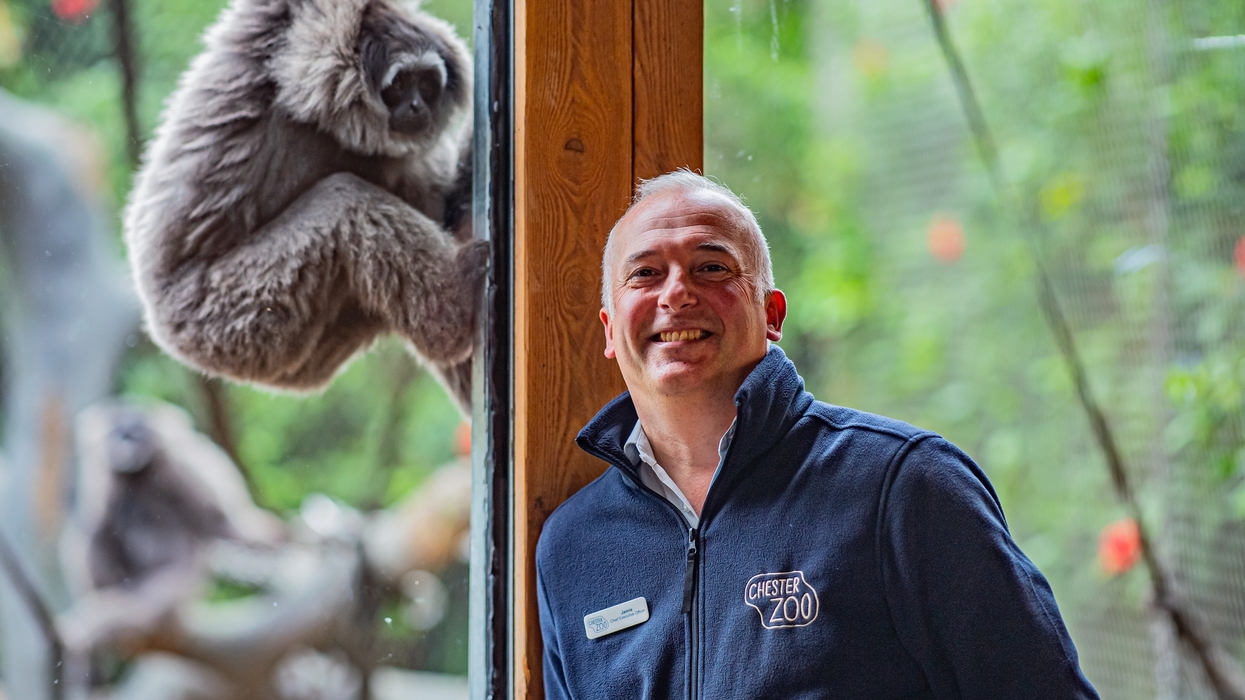 Jamie Christon smiling by a window with a gorilla on the other side, in a Chester Zoo setting.