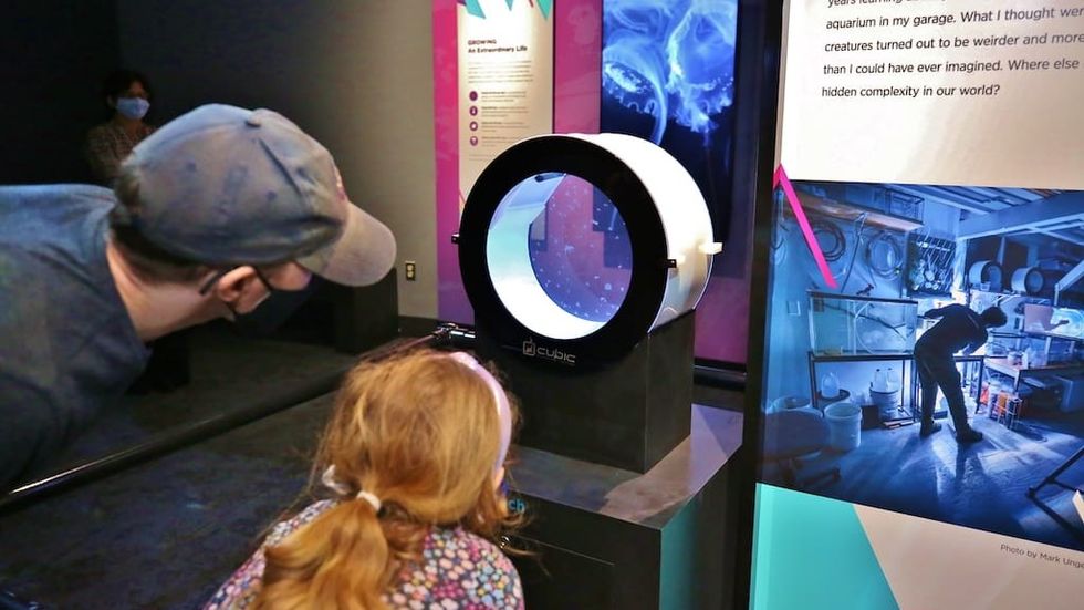 Jellyfish Exhibition